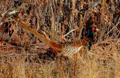 Pheasant