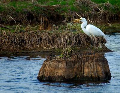 Great Egret