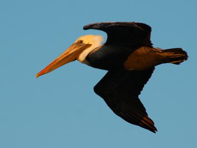 Another Pelican