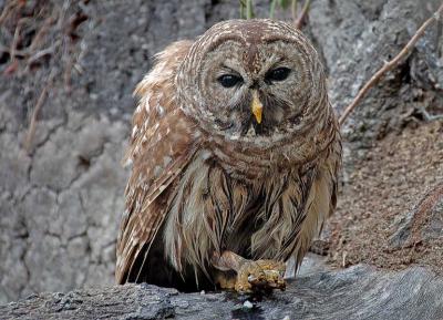 Barred Owl With Blue Crab