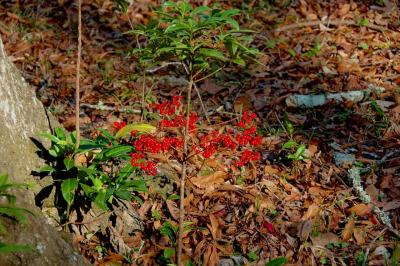 Ardisia crenata