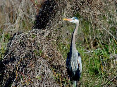 Blue Heron