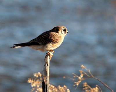 Female American Kestrel