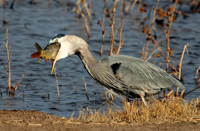 Great Blue Heron with Carp