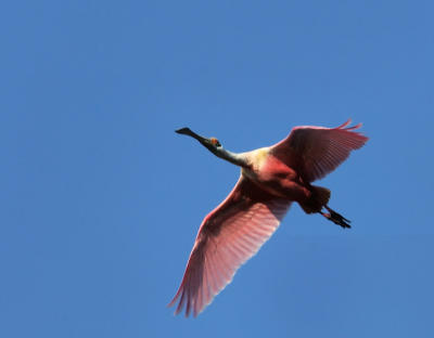 Roseate Spoonbill