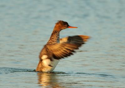 Female Red-Breasted Merganser