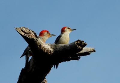 Red-bellied Woodpeckers