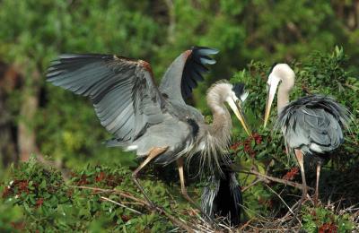 Agitated Great Blue Heron