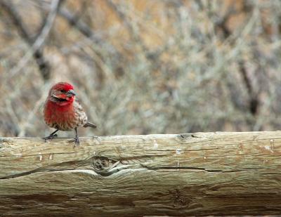 House Finch