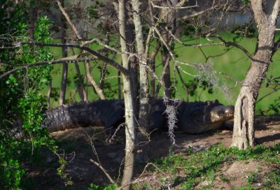 American Alligator