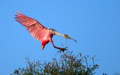 Roseate Spoonbill