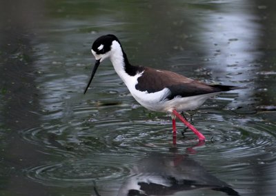 Black-Necked Stilt