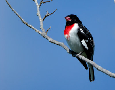 Rose-breasted grosbeak