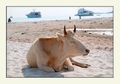 vache sur la plage du loto dans les agriates