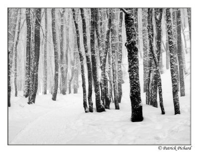 L'Aubrac sous la neige (Hiver 2010)