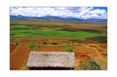 g3/16/457916/3/54081629.antsirabe_riziere.jpg