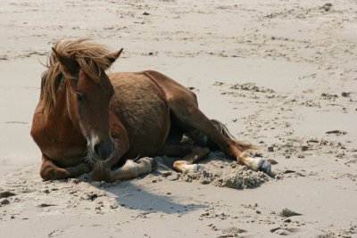 Assateague National Park, Maryland