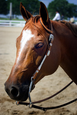 Pittsburgh North Allegheny 2008 Horsemen's Association Open Show Photos