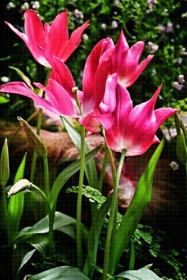 Tulips copy.jpg
