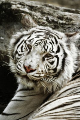 _MG_1294-Tiger.jpg