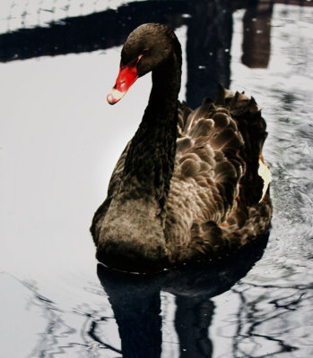 IMG_1158-Black-Swan.jpg