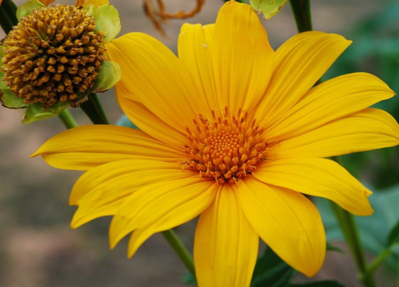 Margarita amarilla (Wedelia tribolata)