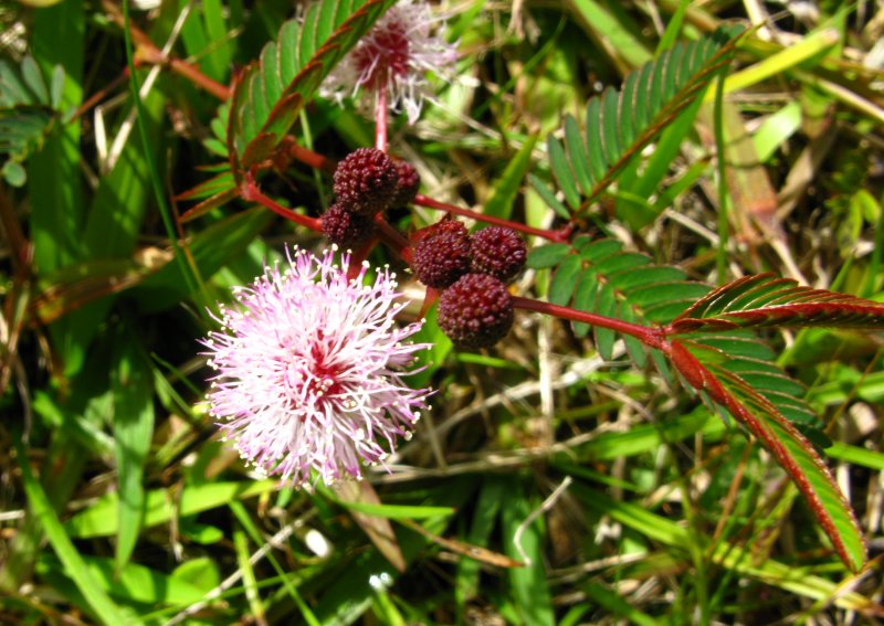Moriviv, Sensitive plant (Mimosa pudica)