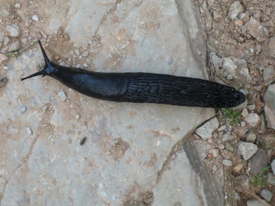 Four inch slug in La Faba