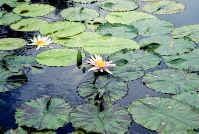 Water lily pod