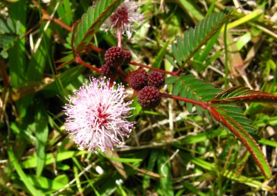 Moriviví, Sensitive plant (Mimosa pudica)
