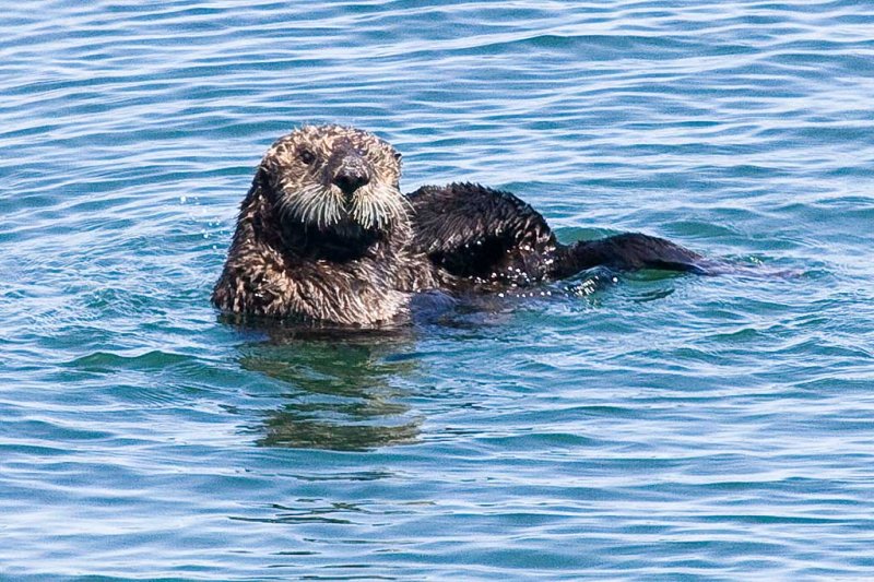 Sea Otter  9/6/2008