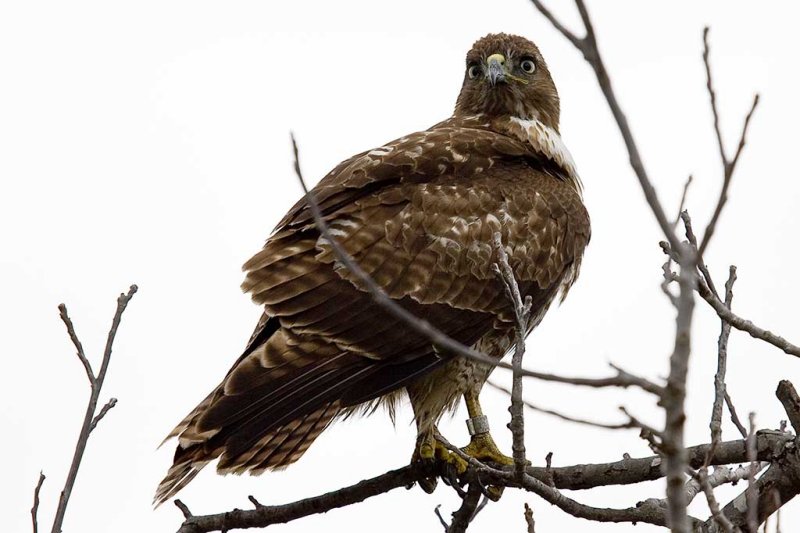 1/24/2009  Juvenile Red Tailed Hawk