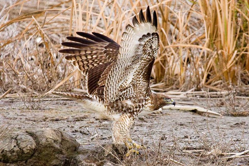 2/5/2009 Hawk