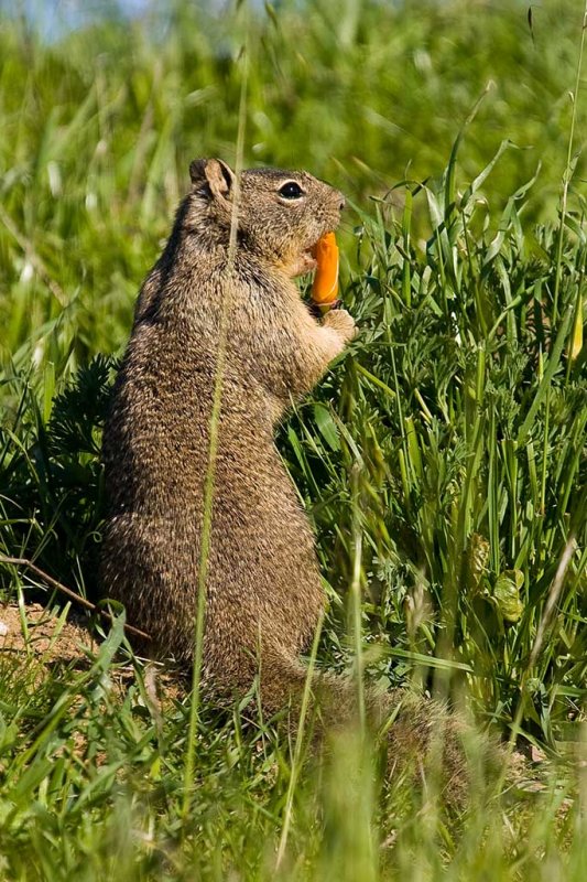 3/10/2009  Squirrel eating poppy