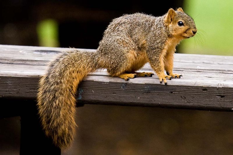 4/8/2009 Squirrel
