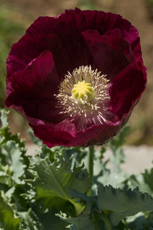 5/20/2009  Papaver hybridum 'Lauren's Grape'