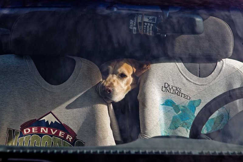 12/15/2009 Dog in car
