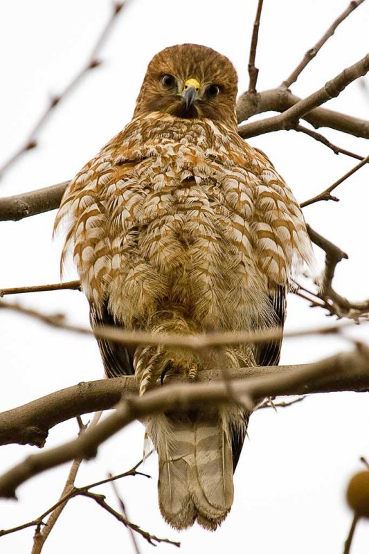 1/1/2010  Red-shouldered Hawk