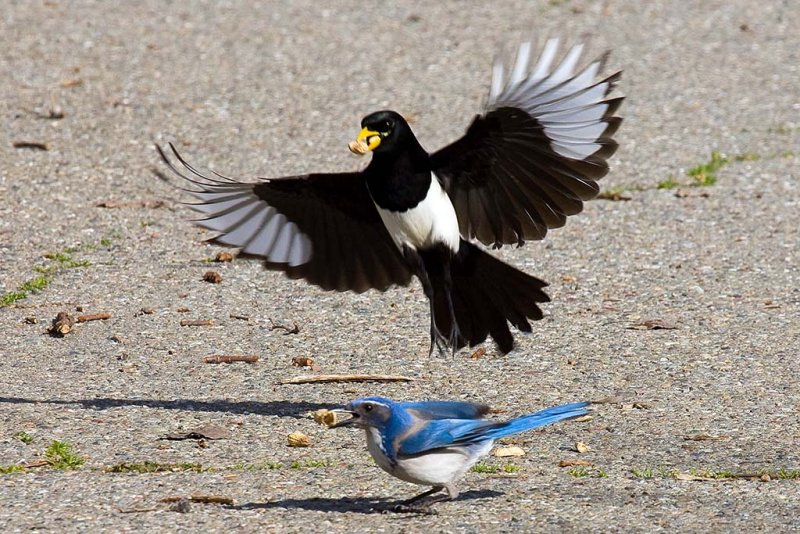 3/4/2010  Magpie and Jay