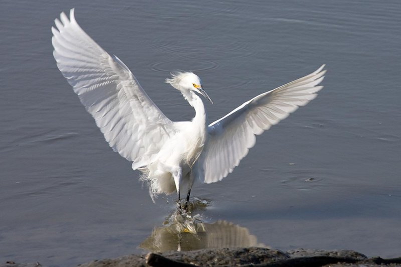 3/14/2010  Snowy Egret
