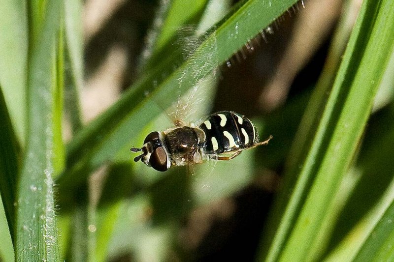 5/3/2010  Hoverfly hovering