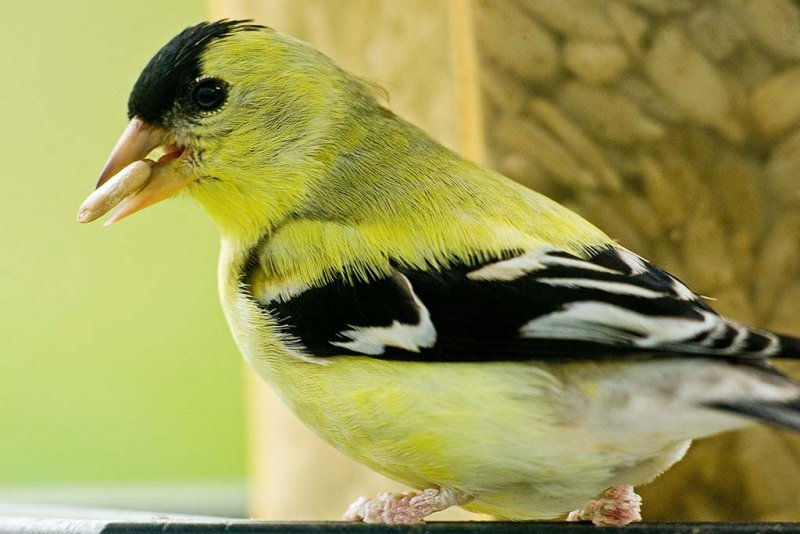 5/10/2010  American Goldfinch at my bird feeder
