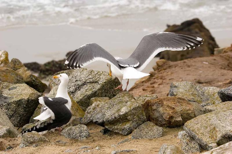 Pacific Gulls