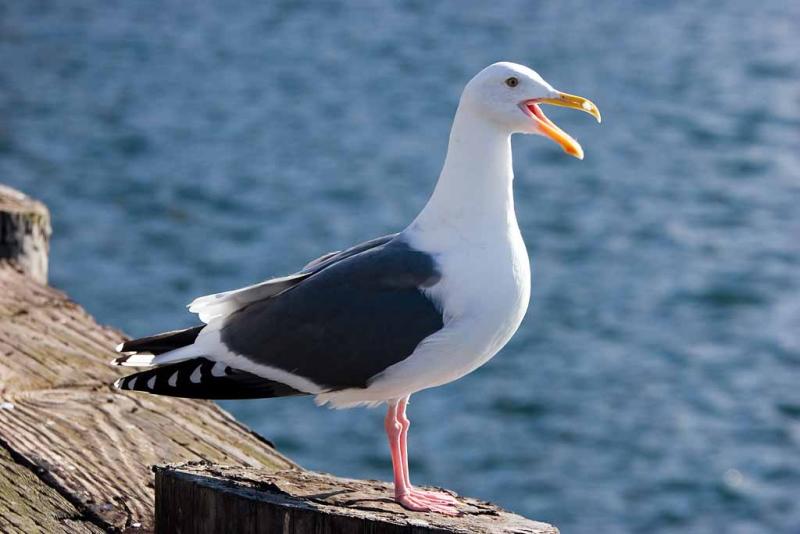 Adult Pacific Gull