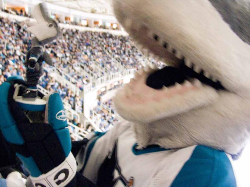 Sharkie is playing with the bobble head