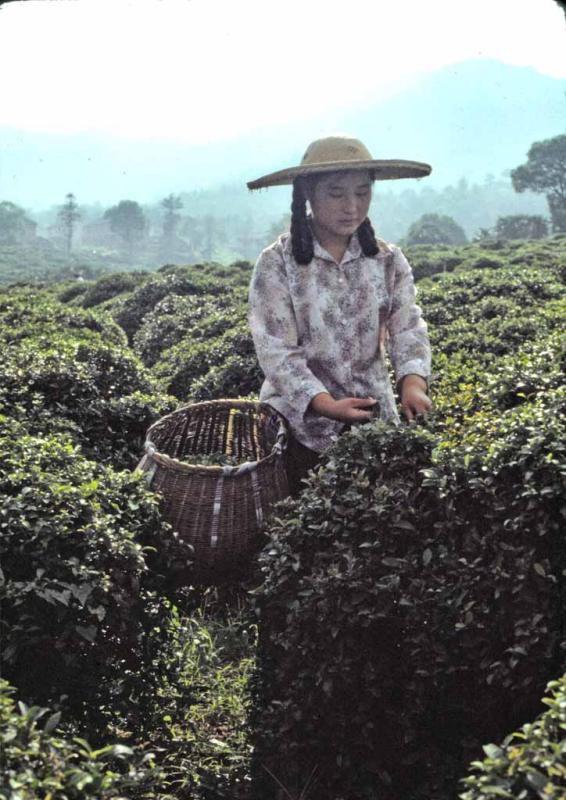 Mei Jia Wu Tea Production Brigade, picking tea leaves, Hangzhou, China