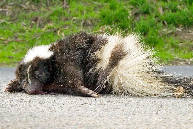 Dead skunk in the middle of the road  3/22/2006