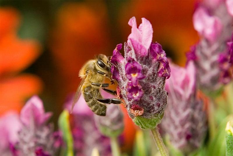 Bee on Lavender  4/09/2006