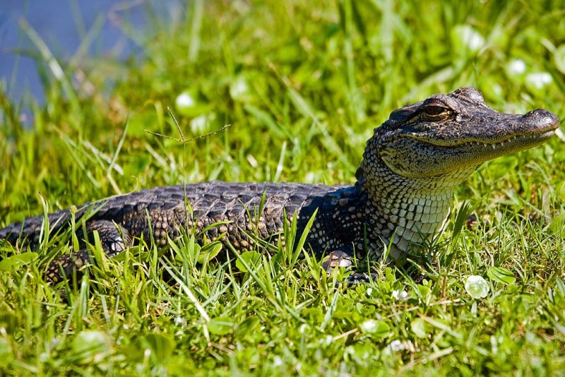 Alligator at Avery Island