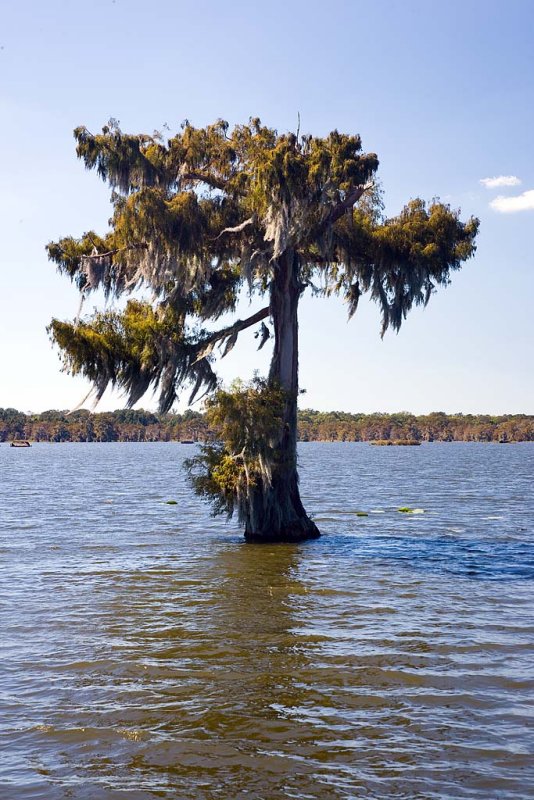 Lake Martin, Louisiana